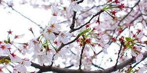桜